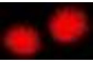 Immunofluorescent analysis of MTGR1 staining in U2OS cells.