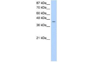 HOMER1 antibody used at 0. (HOMER1 anticorps)