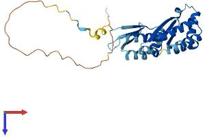 AlphaFold protein structure predicition of Mouse Recombinant Pno1 Protein, UniprotID Q9CPS7