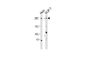 Western blot analysis of lysates from Hela, MCF-7 cell line (from left to right), using MUC4(Mucin-4 alpha chain) Antibody (N-term) (ABIN6242467 and ABIN6577573). (MUC4 anticorps  (N-Term))