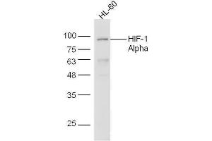 HL-60 cell lysates probed with Anti-HIF-1 Alpha Polyclonal Antibody, Unconjugated  at 1:5000 for 90 min at 37˚C. (HIF1A anticorps  (AA 341-450))