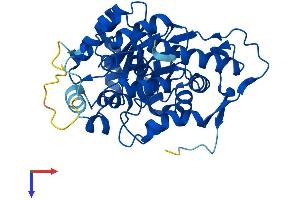 AlphaFold protein structure predicition of Human Recombinant HAO1 Protein, UniprotID Q9UJM8