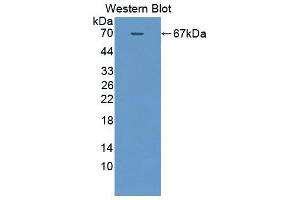 Western blot analysis of the recombinant protein. (SMPD2 anticorps  (AA 1-324))