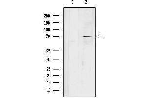 Western blot analysis of lysates from HepG2 cells, using KCN Antibody.