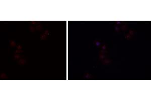ABIN6279482 staining HEPG2 cells by IF/ICC. (HGFA anticorps  (C-Term))