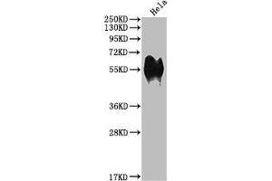 Western Blot Positive WB detected in: Hela whole cell lysate All lanes: CD46 antibody at 1:1000 Secondary Goat polyclonal to rabbit IgG at 1/50000 dilution Predicted band size: 44, 45, 43, 41, 42, 40, 37 kDa Observed band size: 56 kDa (Recombinant CD46 anticorps)