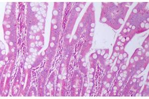 Anti-TGFA / TGF Alpha antibody IHC staining of human small intestine.