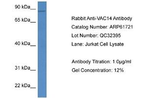 Western Blotting (WB) image for anti-Vac14 Homolog (VAC14) (C-Term) antibody (ABIN2788881) (VAC14 anticorps  (C-Term))
