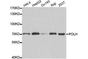Western blot analysis of extracts of various cell lines, using POLH antibody. (POLH anticorps  (AA 20-320))