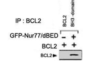 Analysis of BCL2 domain exposure in HEK293 cells transfected with a plasmid coding for a DNA-binding domain-deleted construct of Nur77 (GFP-Nur77/dDBD) by using BCL2 polyclonal antibody  for immunoprecipitation (IP) and a different BCL2 antibody for western blot. (Bcl-2 anticorps)
