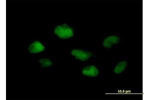 Immunofluorescence of purified MaxPab antibody to PSMB3 on HeLa cell. (PSMB3 anticorps  (AA 1-205))