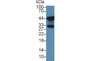 Western Blot; Sample: Human Lung lysate; Primary Ab: 3µg/ml Rabbit Anti-Human TKA1 Antibody Second Ab: 0. (Sodium Hydrogen Exchange Regulatory Cofactor 2 (AA 56-337) anticorps)