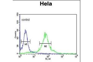 FKBP2 Antibody (N-term) (ABIN390690 and ABIN2840980) flow cytometric analysis of Hela cells (right histogram) compared to a negative control cell (left histogram).