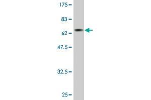 Western Blot detection against Immunogen (69.