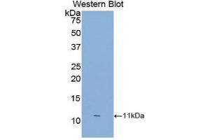 Western Blotting (WB) image for anti-S100 Calcium Binding Protein A8 (S100A8) (AA 1-89) antibody (ABIN1078511)