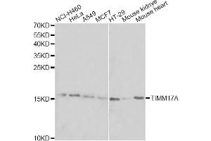 Western blot analysis of extracts of various cell lines, using TIMM17A antibody. (TIMM17A anticorps)