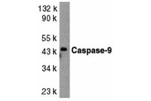 Western Blotting (WB) image for anti-Caspase 9, Apoptosis-Related Cysteine Peptidase (CASP9) (Middle Region 1) antibody (ABIN1031186) (Caspase 9 anticorps  (Middle Region 1))