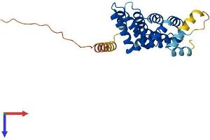 AlphaFold protein structure predicition of Human Recombinant MRO Protein, UniprotID Q9BYG7