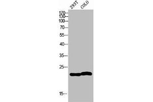 Western blot analysis of 293T COLO using MRP-L35 antibody. (MRPL35 anticorps  (Internal Region))