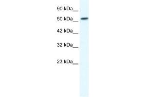 GABRB2 antibody used at 1. (GABRB2 anticorps)