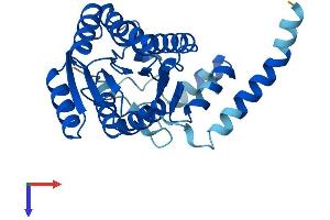 AlphaFold protein structure predicition of Human Recombinant DHRS3 Protein, UniprotID O75911