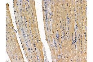 anti-Chromosome 8 Open Reading Frame 37 (C8ORF37) antibody