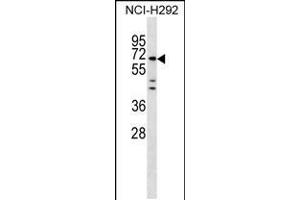 Western blot analysis in NCI-H292 cell line lysates (35ug/lane). (MIER3 anticorps  (AA 284-312))