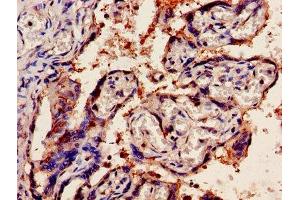 IHC image of ABIN7162378 diluted at 1:1200 and staining in paraffin-embedded human placenta tissue performed on a Leica BondTM system. (OLR1 anticorps  (AA 58-273))