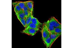 Immunofluorescence analysis of HeLa cells using PLCG1 mouse mAb (green). (Phospholipase C gamma 1 anticorps  (AA 1192-1291))