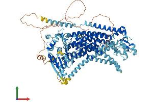 AlphaFold protein structure predicition of Human Recombinant ANO7 Protein, UniprotID Q6IWH7