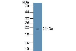 Detection of Recombinant VEGFD, Mouse using Polyclonal Antibody to Vascular Endothelial Growth Factor D (VEGFD) (VEGFD anticorps  (AA 98-206))