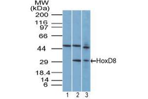 Image no. 1 for anti-Homeobox D8 (HOXD8) (AA 250-300) antibody (ABIN960215) (HOXD8 anticorps  (AA 250-300))