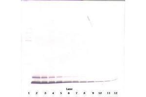 Image no. 1 for anti-Chemokine (C-C Motif) Ligand 5 (CCL5) antibody (ABIN465680) (CCL5 anticorps)