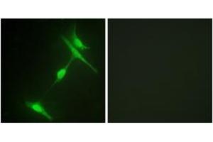 Immunofluorescence analysis of NIH-3T3 cells, using JIP1 (Ab-103) Antibody.