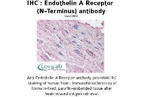 Image no. 1 for anti-Endothelin Receptor Type A (EDNRA) (Extracellular Domain), (N-Term) antibody (ABIN1734025)