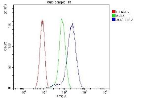 Flow Cytometry analysis of hela cells using anti-TJP1 antibody (ABIN7599787).