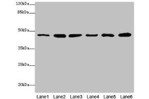 Western blot All lanes: MPI antibody at 5. (MPI anticorps  (AA 1-423))