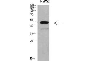 Western Blot analysis of HEPG2 cells using TRAF1 Polyclonal Antibody diluted at 1:500.