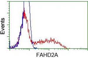 Image no. 6 for anti-Fumarylacetoacetate Hydrolase Domain Containing 2A (FAHD2A) antibody (ABIN1498184) (FAHD2A anticorps)