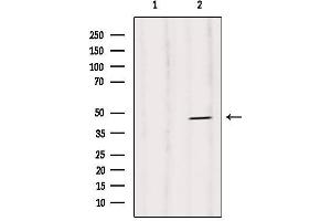 Western blot analysis of extracts from Rat heart, using Caspase 1 (Phospho-Ser376) Antibody. (Caspase 1 anticorps  (pSer376))