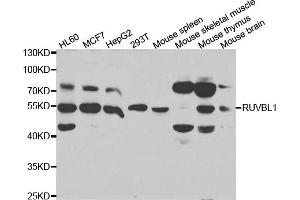 Western blot analysis of extracts of various cell lines, using RUVBL1 antibody. (RUVBL1 anticorps)