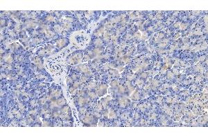 Detection of CASP1 in Porcine Pancreas Tissue using Polyclonal Antibody to Caspase 1 (CASP1)