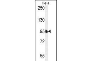 EFTUD1 Antibody (C-term) (ABIN654331 and ABIN2844107) western blot analysis in Hela cell line lysates (35 μg/lane).