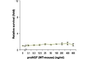 Recombinant mouse proNGF protein does not promote survival of PC12 cells. (Nerve Growth Factor Protein (NGF))