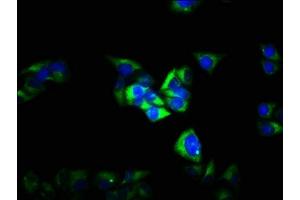 Immunofluorescence staining of Hela cells with ABIN7153501 at 1:100, counter-stained with DAPI. (GABRG2 anticorps  (AA 42-108))