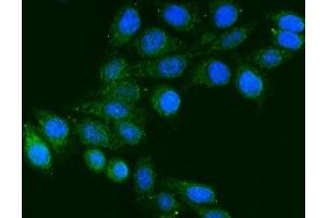 IF analysis of FGG using anti-FGG antibody (ABIN7603146). (FGG anticorps  (N-Term))