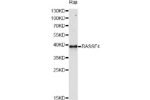 Western blot analysis of extracts of Raji cells, using RASSF4 antibody. (RASSF4 anticorps)