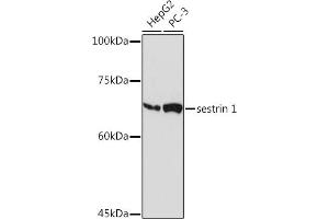 Western blot analysis of extracts of various cell lines, using sestrin 1 Rabbit mAb (ABIN7270259) at 1:1000 dilution. (SESN1 anticorps)