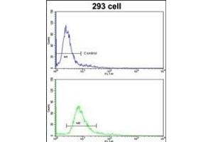 Flow cytometric analysis of 293 cells using HOXA5 Antibody (C-term )(bottom histogram) compared to a negative control cell (top histogram).