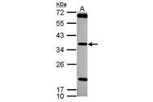 Image no. 1 for anti-Testis Specific Serine Kinase 4 (TSSK4) (AA 100-328) antibody (ABIN1501544) (TSSK4 anticorps  (AA 100-328))